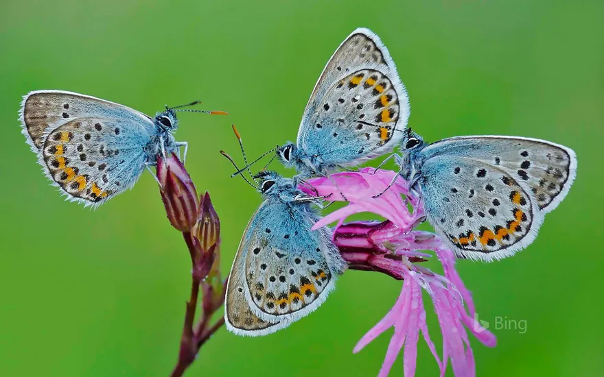 Butterflies in the Park of Castelli Romani, Italy