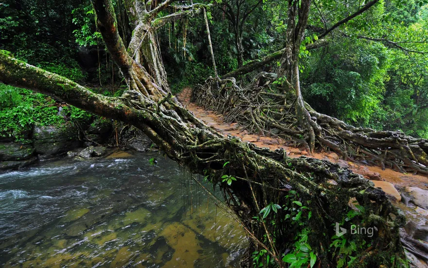 Living root bridge in India
