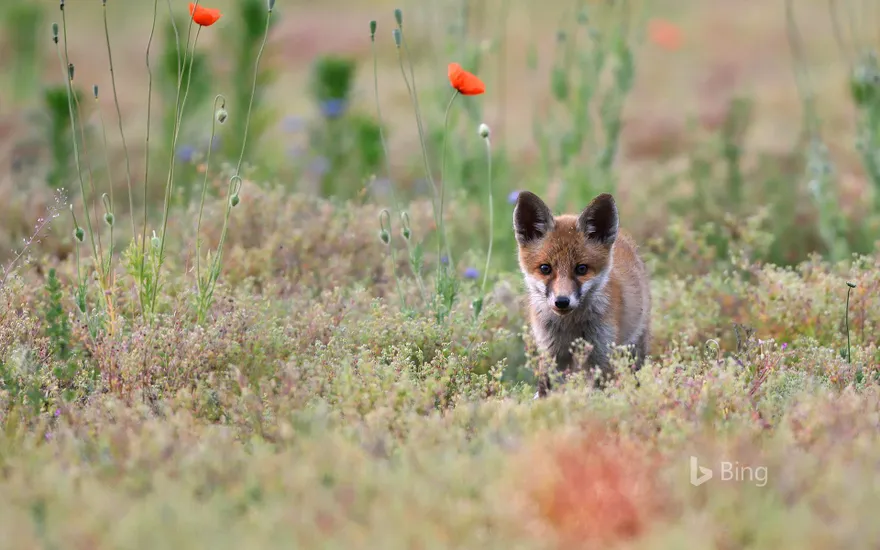 Young red fox with poppies, Lausitz, Saxony, Germany