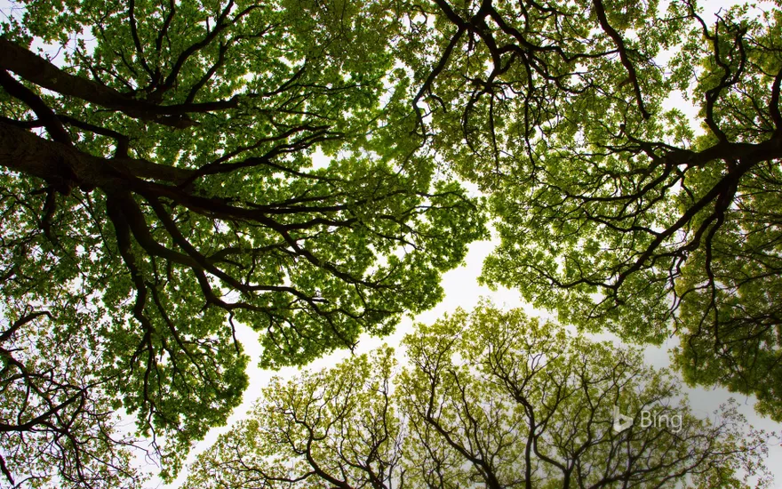 Oak tree canopy in Roudsea Wood, Cumbria