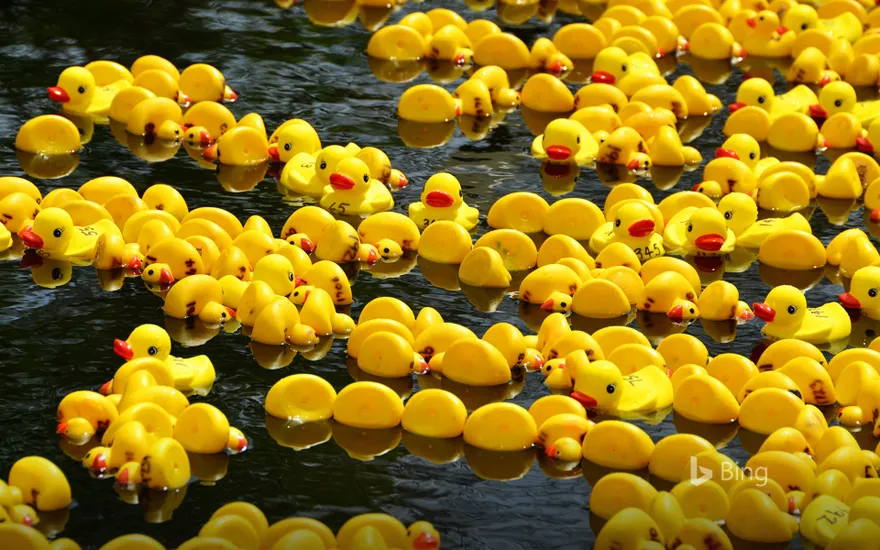 Rubber duck race for Boxing Day