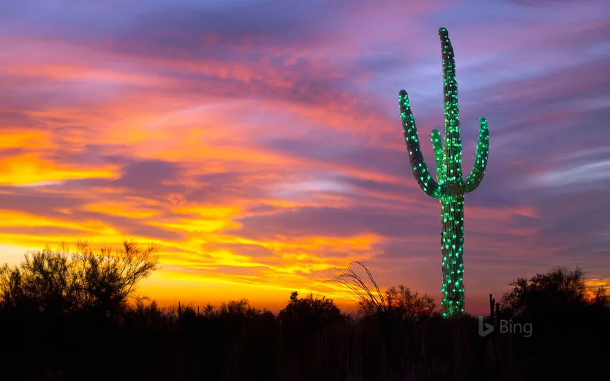 A saguaro cactus decorated with lights in Arizona