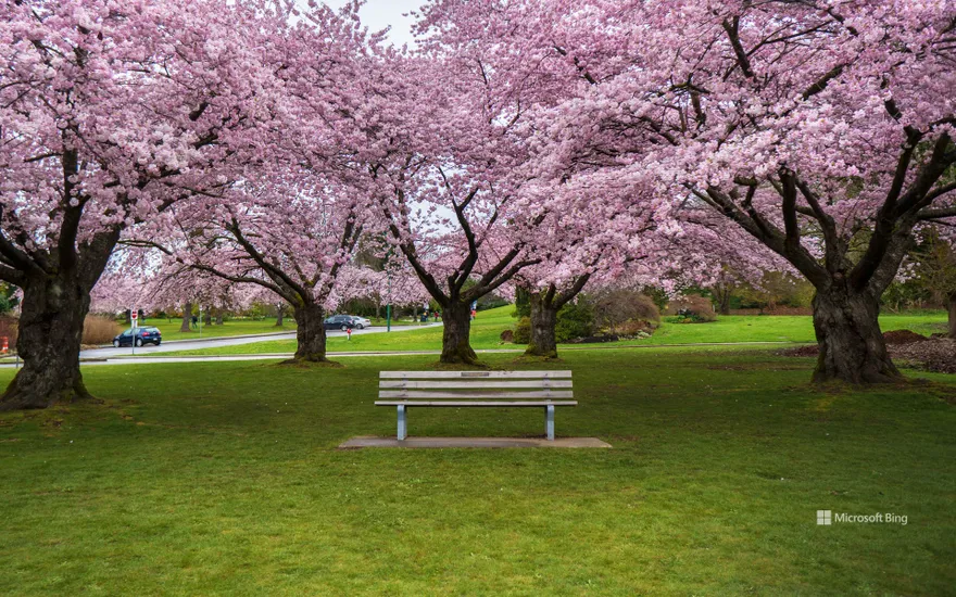 Cherry blossoms in Queen Elizabeth Park, Vancouver