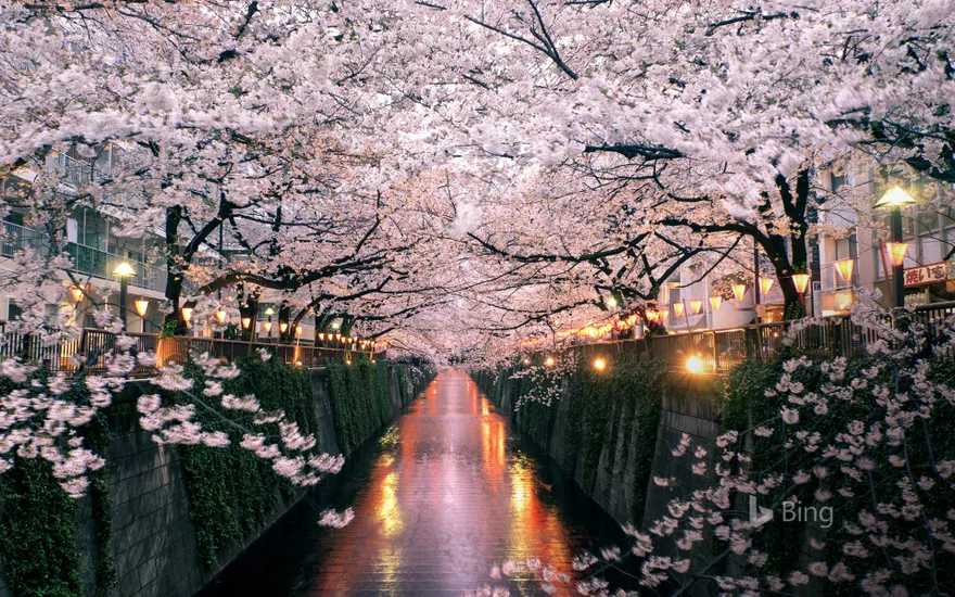 Cherry blossoms over the Meguro River, Tokyo, Japan