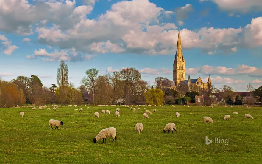 Salisbury Cathedral with grazing flock of sheep, Wiltshire