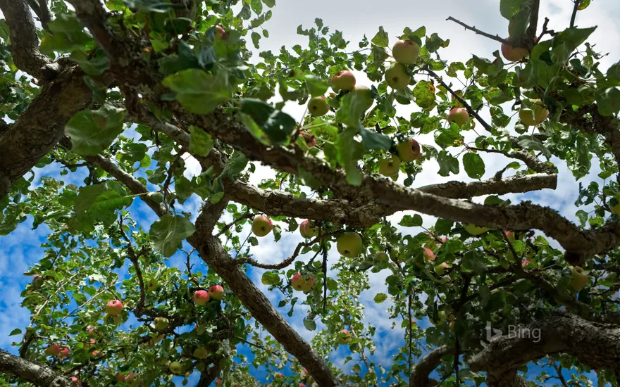 Apple tree on Salt Spring Island in British Columbia, Canada