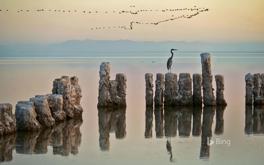 A heron perches on a piling at the Salton Sea in California, USA