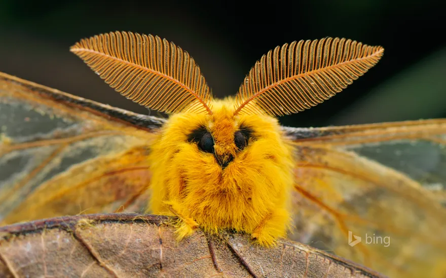 Squeaking silk moth, Qinling Mountains, Shaanxi, China
