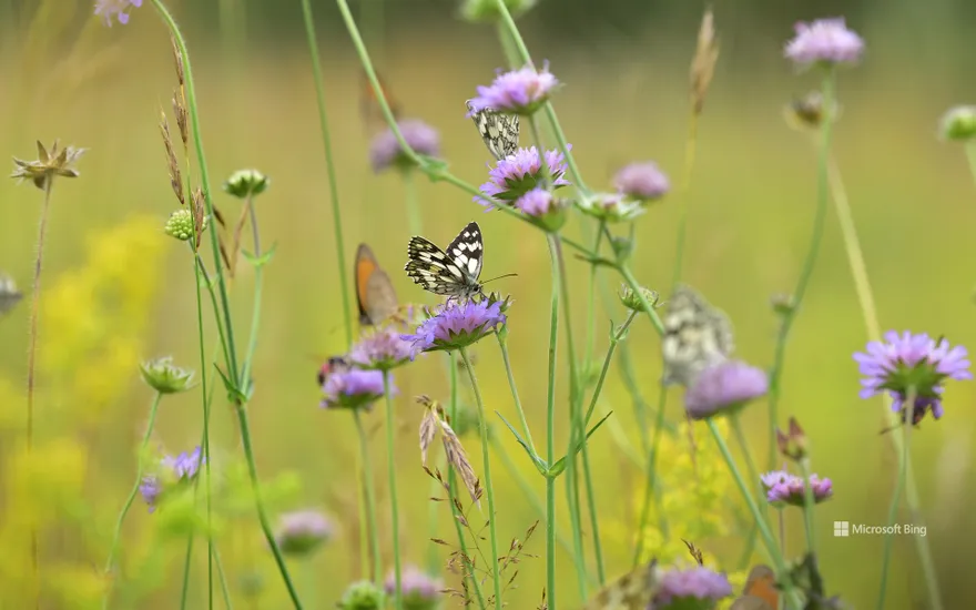Butterflies in a meadow in Germany