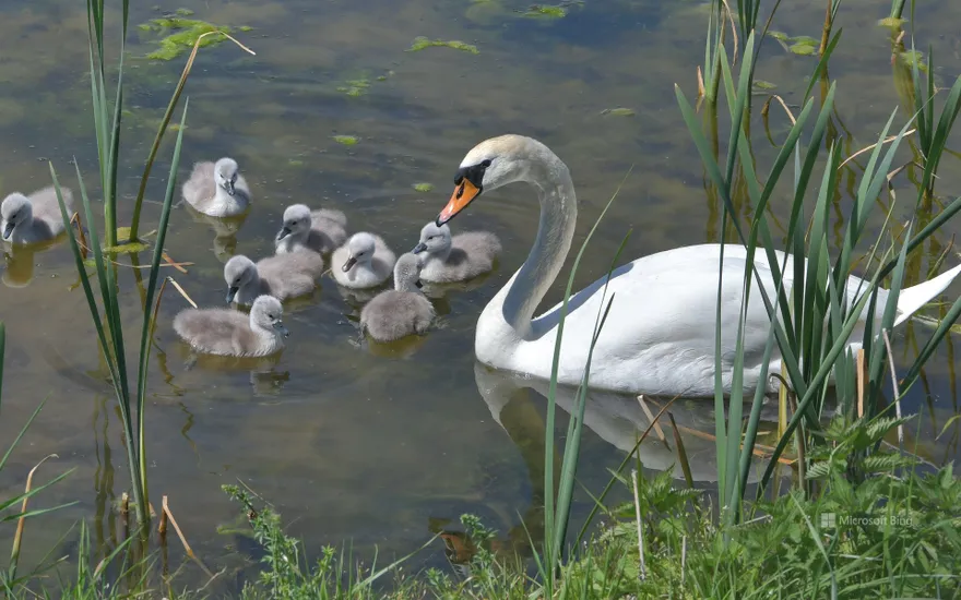 Swan with chicks, Aischgrund, Franconia, Bavaria
