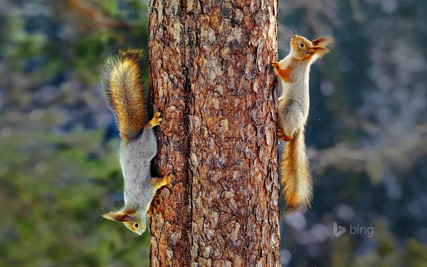 Eurasian red squirrels in Finland