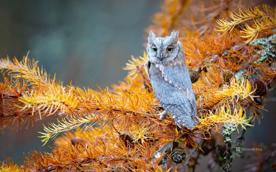 Eurasian scops owl, Bohemian Switzerland National Park, Czech Republic