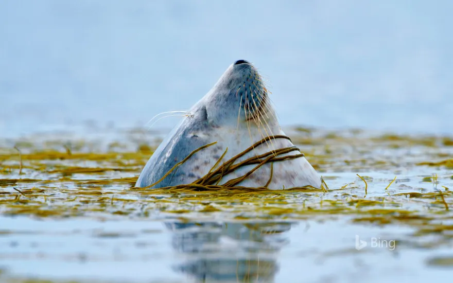 A harbour seal near Islay, Scotland