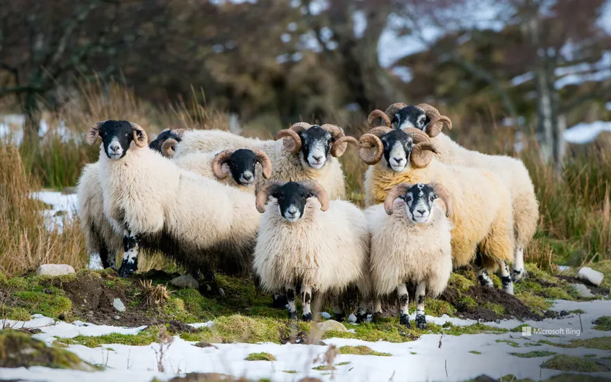 Scottish Blackface sheep, Aberdeenshire, Scotland