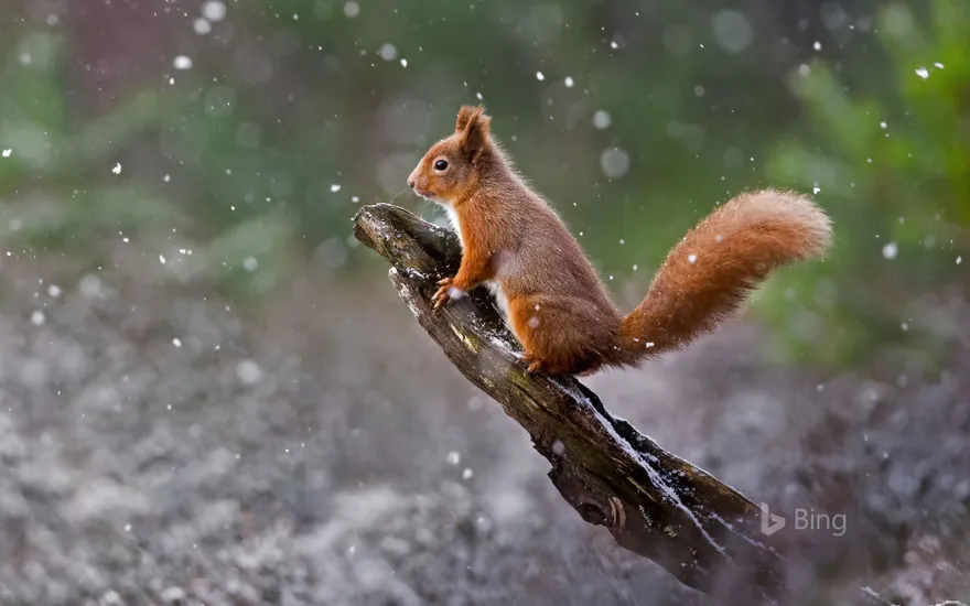 A red squirrel in Cairngorms National Park, Scotland