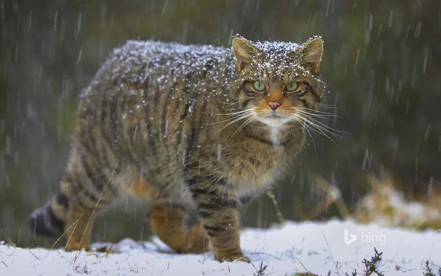 Wildcat in Scotland