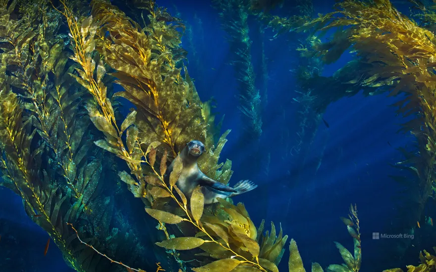 California sea lion in a forest of giant kelp near the Channel Islands of California, USA