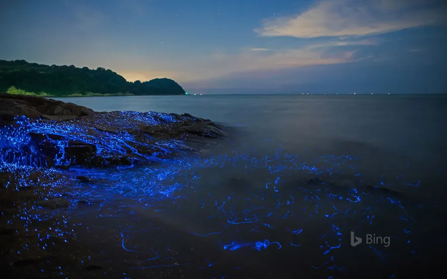 Bioluminescent sea fireflies along the shore of Okayama, Japan