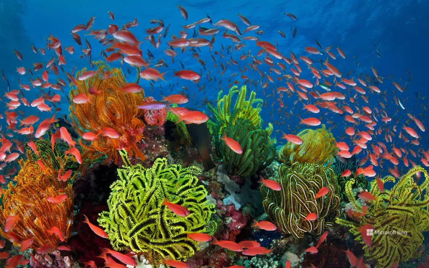 Sea goldies, Great Barrier Reef, Queensland, Australia