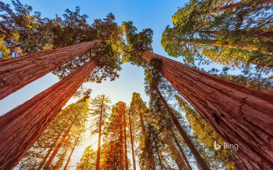 Giant sequoia trees in Sequoia National Park and Kings Canyon National Park, California, USA