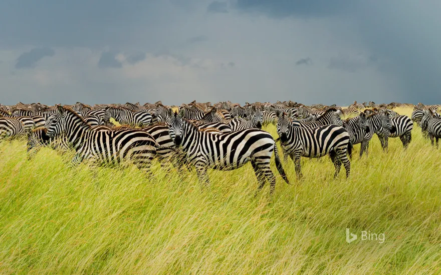 Zebras in Serengeti National Park, Tanzania