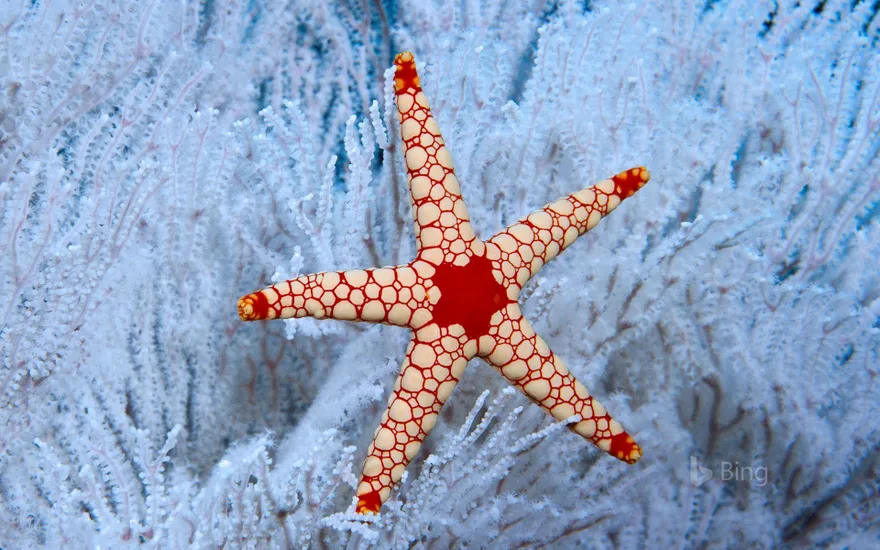 A peppermint sea star in a soft coral tree near the Seychelles