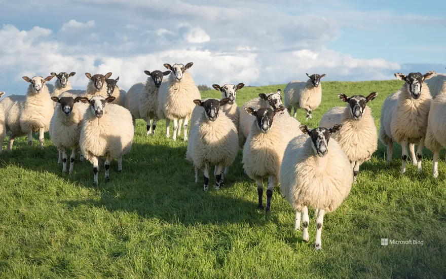 Flock of Swaledale sheep in North Yorkshire, England