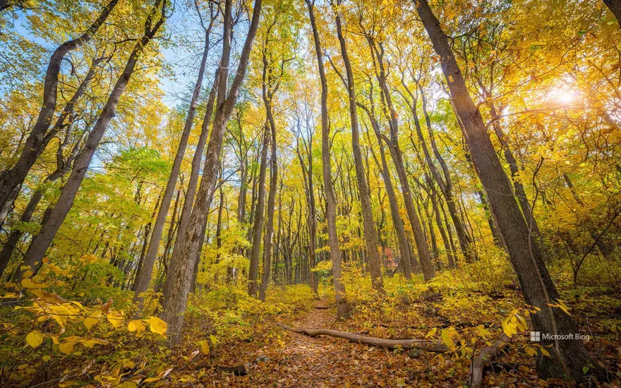 Fall colours in Shenandoah National Park, Virginia