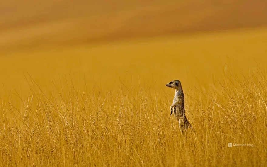 A meerkat in Namibia