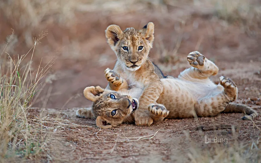 Lion cubs wrestling in Samburu National Reserve, Kenya