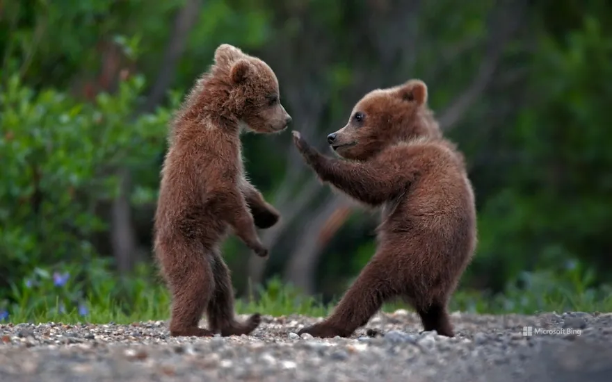 Grizzly bear cubs in Denali National Park, Alaska, USA