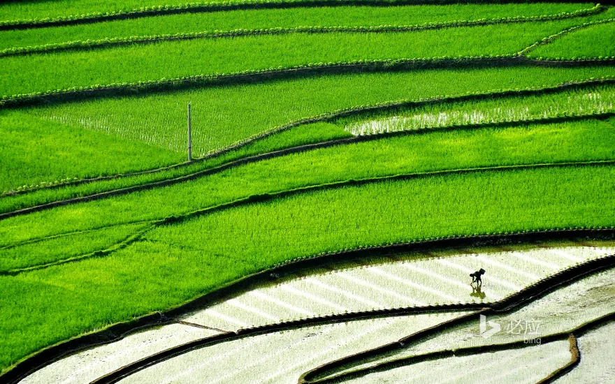 [Gu Yu Today] Sichuan Province, Farmers Planting Rice in Terraced Fields