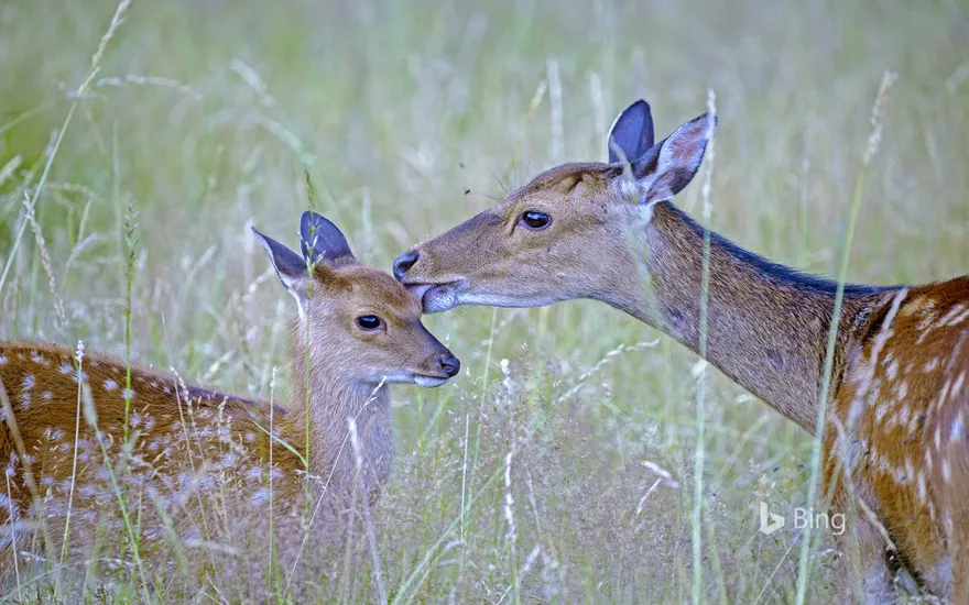 Sika deer with fawn, Haute Saone, France
