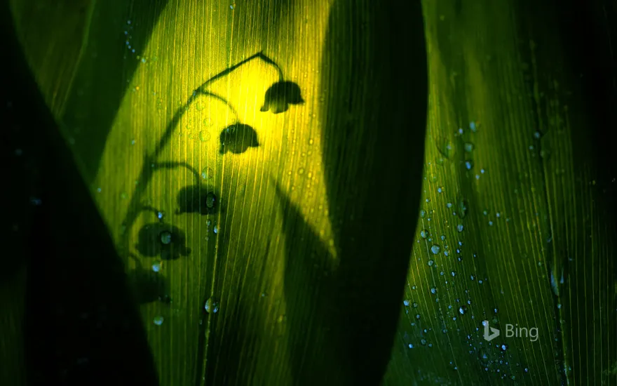 Silhouette of lily of the valley bloom