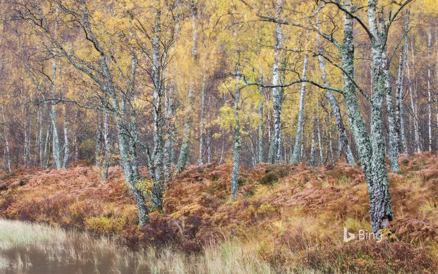 Silver birch (Betula pendula) woodland, Craigellachie National Nature Reserve, Scotland