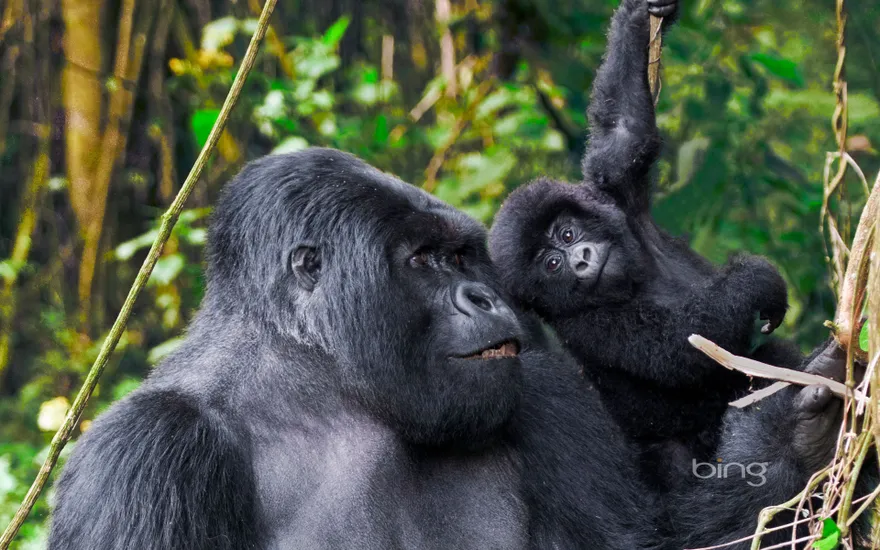 Adult male mountain gorilla and juvenile in Volcanoes National Park, Rwanda
