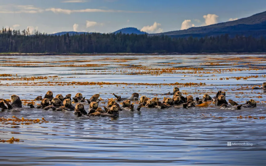Raft of sea otters in Sitka Sound, near Sitka, Alaska