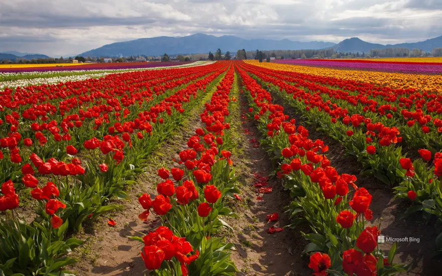 Tulip fields, Skagit Valley, Washington, USA