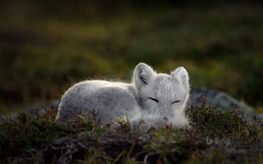 Sleeping Arctic fox