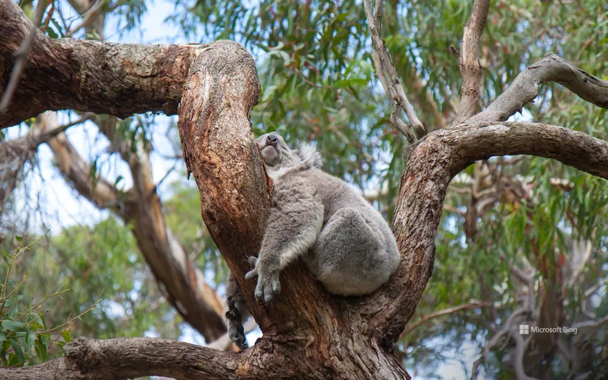 A sleeping koala, Australia