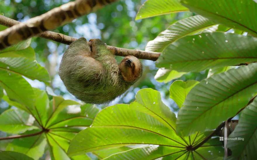 Brown-throated three-toed sloth sleeping in cecropia tree, Costa Rica