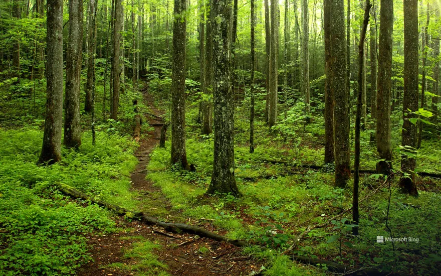 Forest path in Great Smoky Mountains National Park, Tennessee, USA