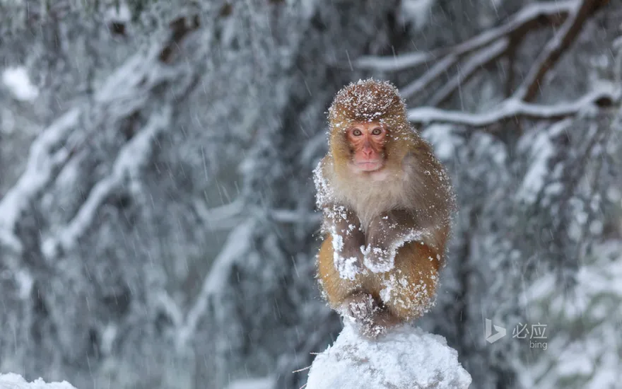 Muri, the monkey sitting on the stone in the snow