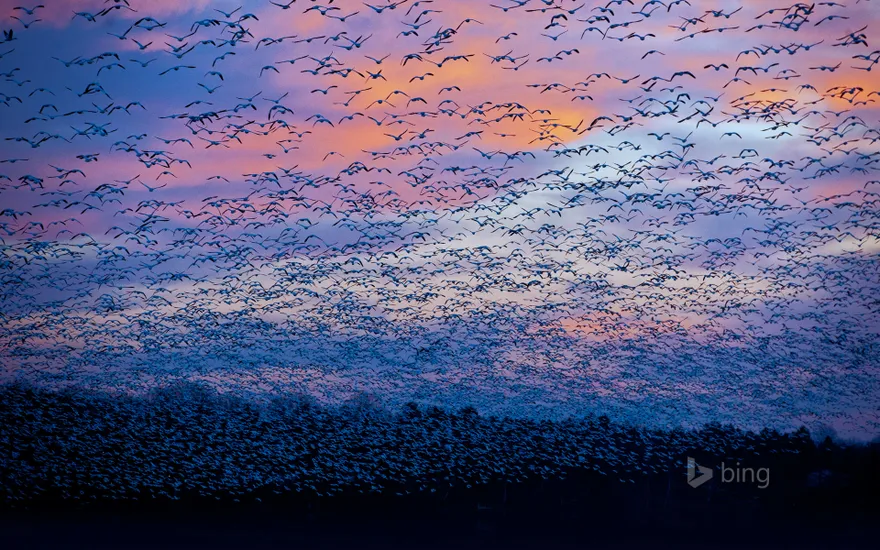 Snow goose migration at the Saint-François River, Quebec, Canada