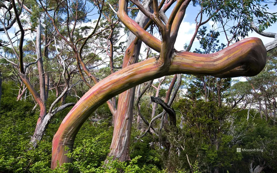 Tasmanian snow gum (Eucalyptus pauciflora), Mount Field National Park, Tasmania, Australia