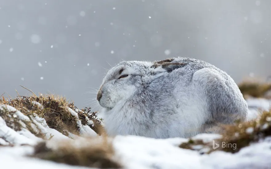 A mountain hare hunkers down in a snowstorm in the Cairngorms, Scotland