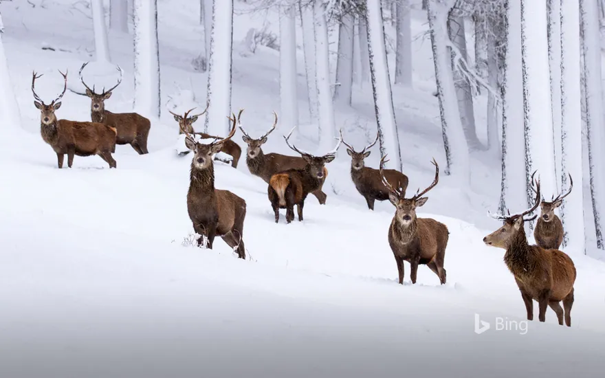 Herd of red deer stags in a snow-covered pine forest, Cairngorms National Park