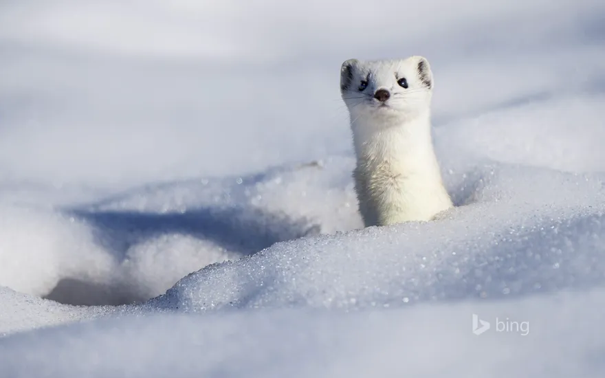 A stoat displaying its winter coat