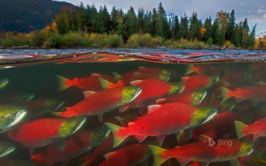 Sockeye salmon spawn in the Adams River in British Columbia, Canada