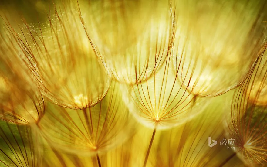Macro shot of soft dandelion in spring landscape